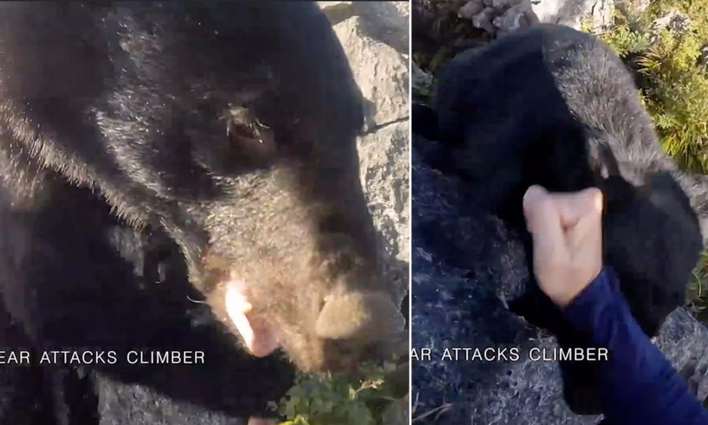 خرس مشکی در برابر کمربند مشکی؛ مبارزه کوهنورد ژاپنی با خرس با حرکات رزمی + ویدیو