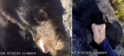 خرس مشکی در برابر کمربند مشکی؛ مبارزه کوهنورد ژاپنی با خرس با حرکات رزمی + ویدیو