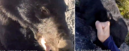 خرس مشکی در برابر کمربند مشکی؛ مبارزه کوهنورد ژاپنی با خرس با حرکات رزمی + ویدیو