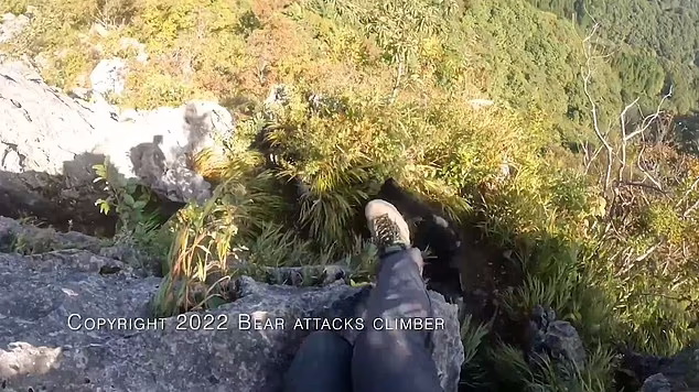 مبارزه کوهنورد ژاپنی با یک خرس با استفاده از مهارت‌های رزمی + ویدیو