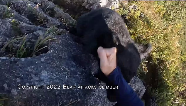 مبارزه کوهنورد ژاپنی با یک خرس با استفاده از مهارت‌های رزمی + ویدیو