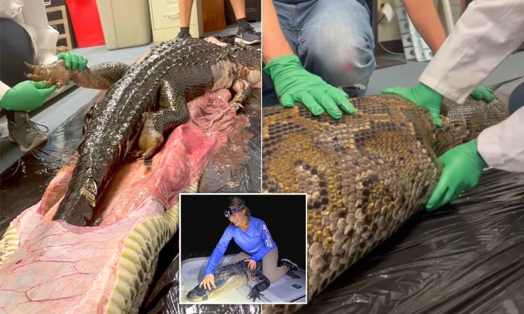 لحظه ترسناک بیرون کشیدن تمساح ۱.۵ متری از شکم مار پیتون در فلوریدا + ویدیو