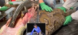 تصاویر تکان دهنده بیرون کشیدن یک تمساح از شکم یک مار پیتون