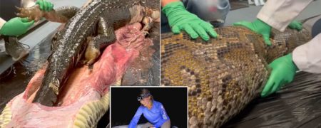 لحظه ترسناک بیرون کشیدن تمساح ۱.۵ متری از شکم مار پیتون در فلوریدا + ویدیو