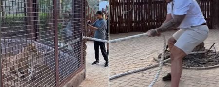طناب کشی مارتین فورد با یک حیوان هیبریدی در قفس در دُبی جنجال آفرین شد + ویدیو