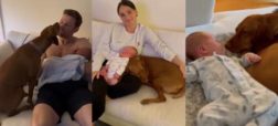 واکنش جالب سگ دو ساله خانواده در اولین ملاقات با نوزاد سه روزه + ویدیو