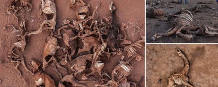 خشکسالی بی سابقه در کنیا این منطقه را به گورستان حیوانات تبدیل کرده است + تصاویر