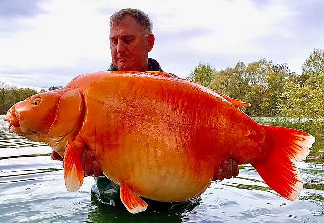بزرگترین ماهی های قرمز جهان