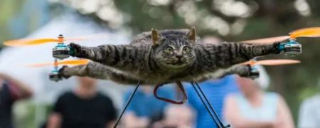 مورد عجیب مرد هلندی که جنازه گربه مرده خود را به پهپاد تبدیل کرد