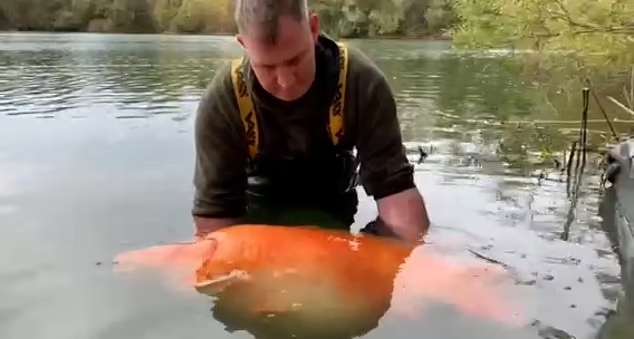 بزرگترین ماهی های قرمز جهان