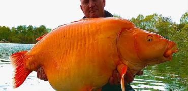 ماهیگیر انگلیسی بزرگترین ماهی قرمز جهان را با وزن ۳۰ کیلوگرم صید کرد + ویدیو