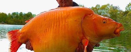 ماهیگیر انگلیسی بزرگترین ماهی قرمز جهان را با وزن ۳۰ کیلوگرم صید کرد + ویدیو
