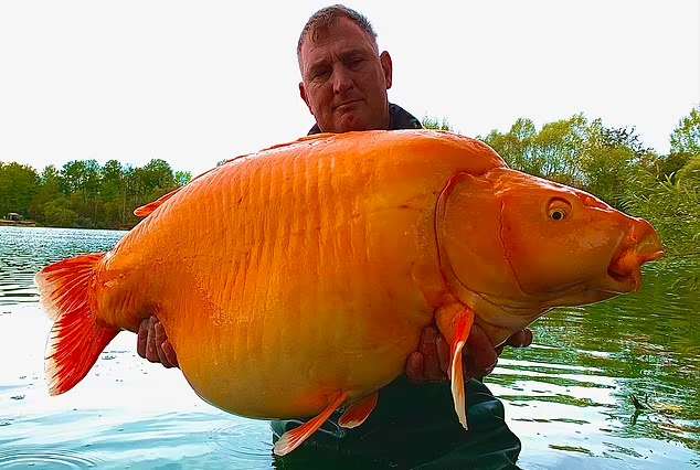 ماهیگیر انگلیسی بزرگترین ماهی قرمز جهان را با وزن ۳۰ کیلوگرم صید کرد + ویدیو