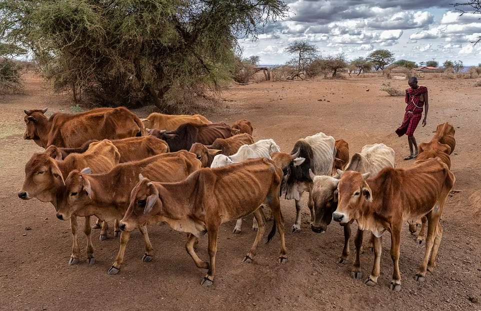 خشکسالی بی سابقه در کنیا 