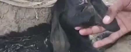 تولد بزغاله عجیب الخلقه ای که دو چشم متصل به هم روی پیشانی دارد