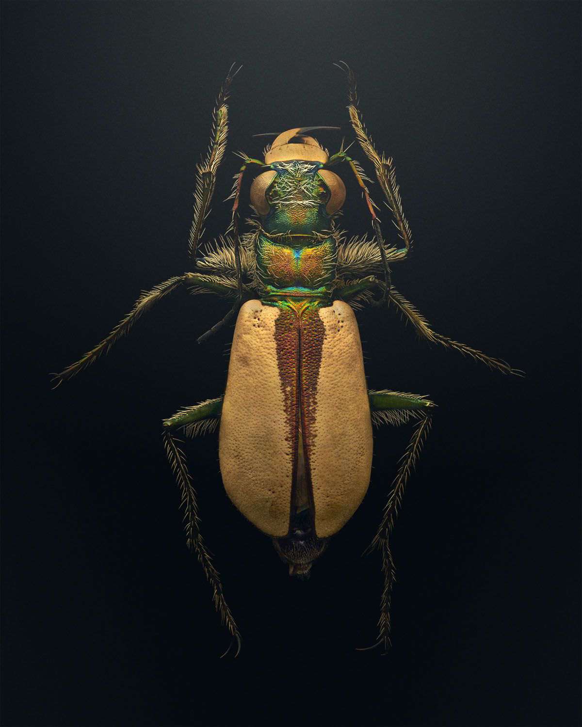 تصاویر فوق‌العاده نزدیک از حشرات که مانند آنها را ندیده‌اید 