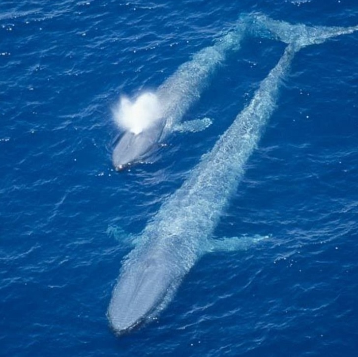 Жизнь синих китов. Синий кит. Голубой кит. Огромный кит. Самый большой кит в мире.