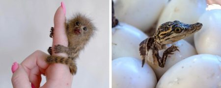 ۱۹ حقیقت شگفت انگیز درباره بچه های حیوانات که حتماً نشنیده اید