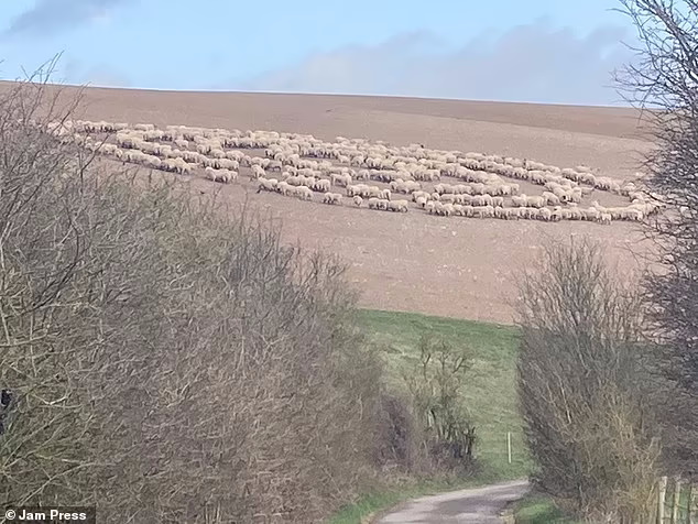 حرکت سوال برانگیز گله گوسفندی که ۱۲ روز بدون توقف به دور خود چرخید + ویدیو