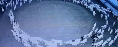 ویدیو عجیب و مرموز گله گوسفندی که ۱۲ روز بدون توقف به دور خود چرخید