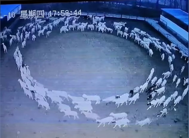 ویدیو عجیب و مرموز گله گوسفندی که ۱۲ روز بدون توقف به دور خود چرخید