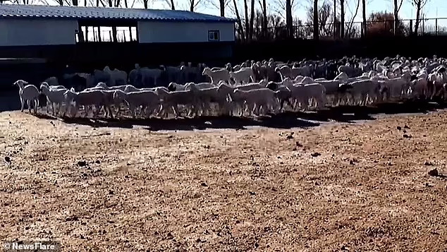 حرکت سوال برانگیز گله گوسفندی که ۱۲ روز بدون توقف به دور خود چرخید + ویدیو