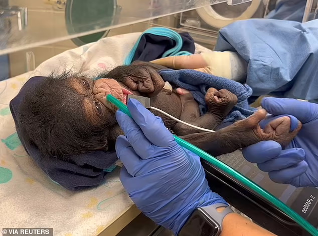 لحظه زیبایی که شامپانزه مادر و نوزادش بعد از زایمان سزارین به هم می‌رسند + ویدیو