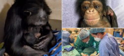 لحظه زیبای به هم پیوستن شامپانزه مادر و نوزادش دو روز بعد از تولد با سزارین + ویدیو