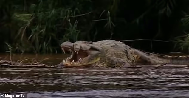 تمساح ۶متری ترسناکی که ۳۰۰ نفر را خورده است