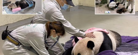 پاندای غول پیکر مهربانی که چین به تایوان هدیه داده بود درگذشت
