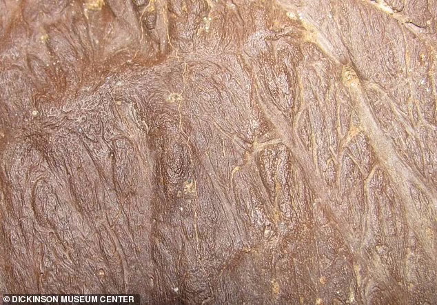 کشف بقایای جد تی رکس با شاخ هایی اطراف چشمانش و قدمت ۷۶.۵ میلیون سال
