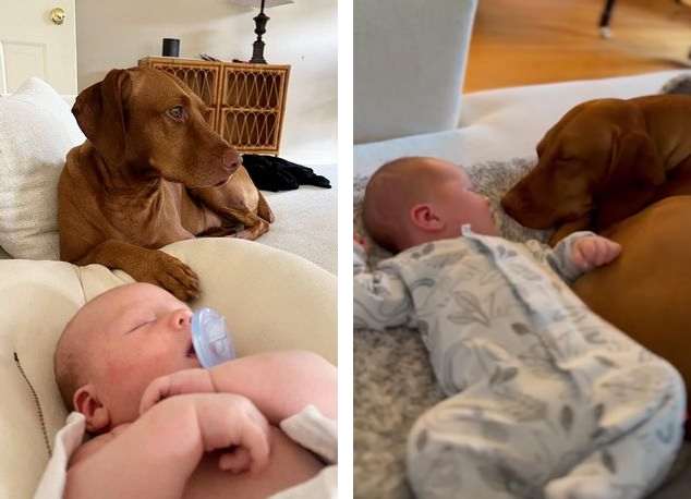 واکنش جالب سگ خانواده به دیدن نوزاد 3روزه