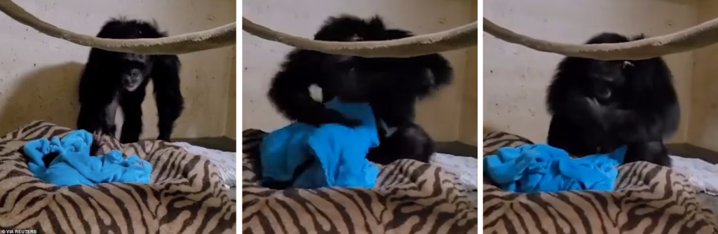 لحظه زیبایی که شامپانزه مادر و نوزادش بعد از زایمان سزارین به هم می‌رسند + ویدیو
