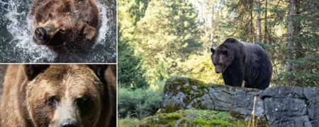 پایان دادن به زندگی پیرترین خرس گریزلی باغ وحش سیاتل در روز کریسمس