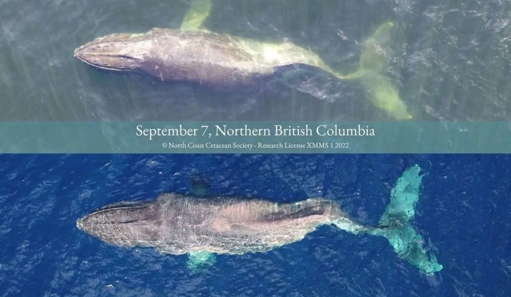 سفر ۴,۸۰۰ کیلومتری نهنگ گوژپشت با ستون فقرات شکسته از کانادا تا هاوایی! + ویدیو
