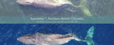 سفر ۴,۸۰۰ کیلومتری نهنگ گوژپشت با ستون فقرات شکسته از کانادا تا هاوایی! + ویدیو