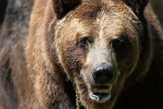 خرس گریزلی پیر 28 ساله به خاطر کاهش تحرک با مرگ انسانی معدوم شد