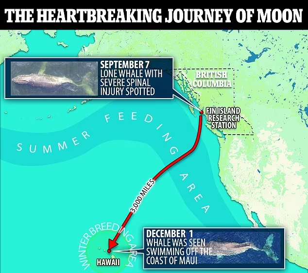 سفر 4800 کیلومتری نهنگ با ستون فقرات شکسته