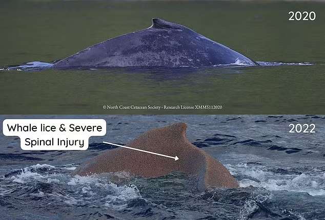 سفر 4800 کیلومتری نهنگ با ستون فقرات شکسته