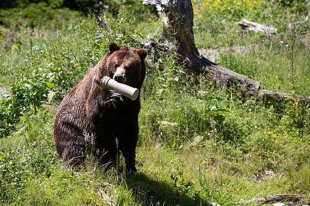 خرس گریزلی پیر 28 ساله به خاطر کاهش تحرک با مرگ انسانی معدوم شد