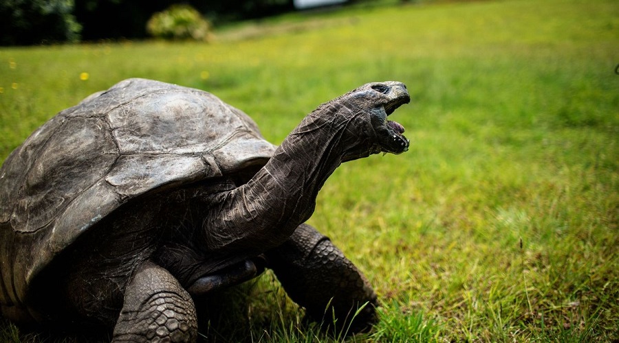 جشن تولد پیرترین لاکپشت دنیا؛ جاناتان ۱۹۰ ساله شد
