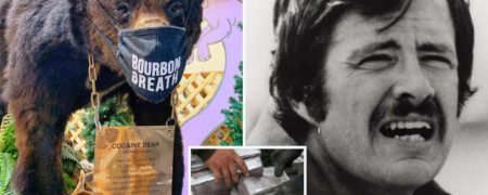 داستان واقعی خرسی که ۳۴ کیلو کوکائین خورد و الهام بخش فیلم «خرس کوکائینی» شد