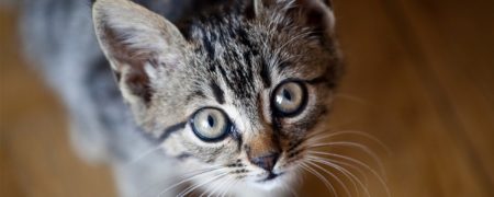 این تصاویر نشان می دهد گربه ها دنیا را چگونه می بینند