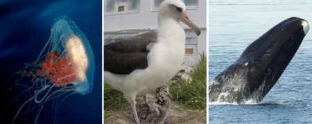 رده بندی ۱۲ مورد از پیرترین حیواناتی که تا به حال در خشکی و آب زندگی کرده اند