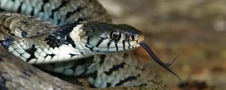 کشف باورنکردنی دانشمندان؛ مارهای ماده هم کلیتوریس دارند!