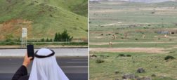 دلیل سرسبز شدن تپه های بیابانی عربستان چیست؟
