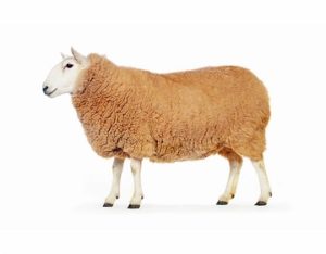 نکاتی که هنگام خرید گوسفند زنده باید به آنها دقت نمود