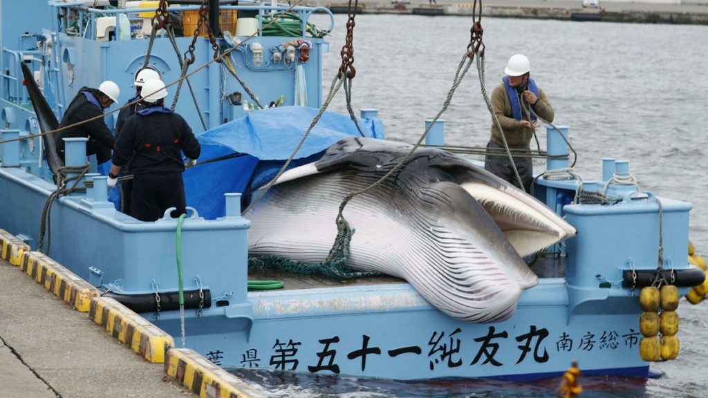 فروش گوشت نهنگ از طریق ماشین های فروش خودکار در ژاپن