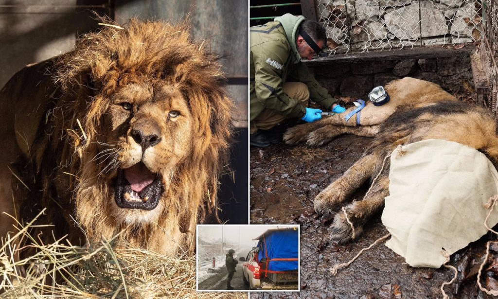 نجات شیر ۱۵ ساله و آخرین بازمانده یک باغ وحش متروکه که غریدن را از یاد برده است