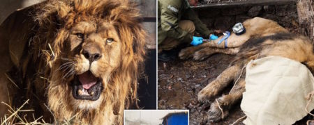 نجات شیر ۱۵ ساله و آخرین بازمانده یک باغ وحش متروکه که غریدن را از یاد برده است